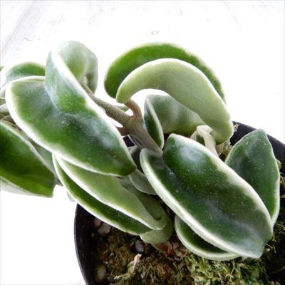 日本花キ流通 観葉植物 ホヤ カルノーサ コンパクタ バリエガータ 白斑