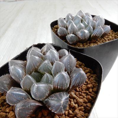 多肉植物 ハオルチア レッドレンズオブツーサ錦 - メルカリ