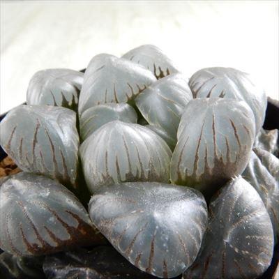 多肉植物 Niハオルチア 大玉紫オブツーサ 李紫 多肉植物 ハオルチア 7 5cmポット Z フラワーネット日本花キ流通 通販 Yahoo ショッピング