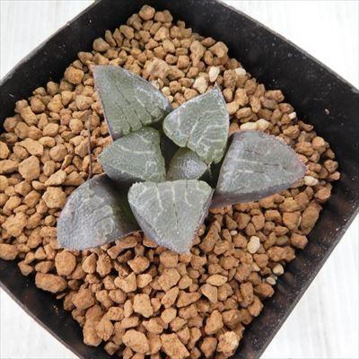 多肉植物 Niハオルチア コレクタ交配特選 星屑の花 Mk 多肉植物 ハオルチア 7 5cmポット Z フラワーネット日本花キ流通 通販 Yahoo ショッピング