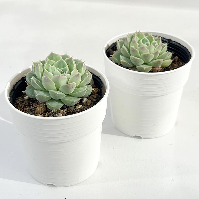 日本花キ流通 多肉植物 hmエケベリア Gilo 多肉植物 エケベリア ジロ
