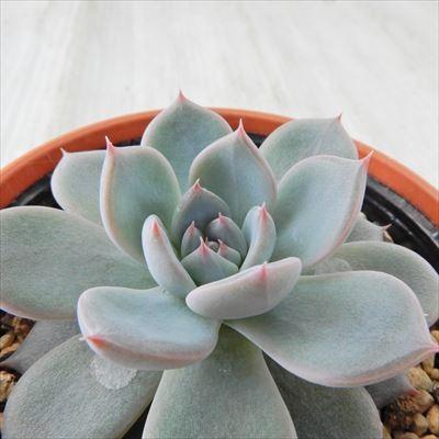 多肉植物 yukエケベリア ラウリンゼ×E.sp nov Puebula 優木園 多肉植物 yukエケベリア ラウリンゼ×E.sp nov Puebula 優木園