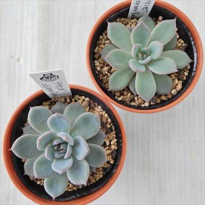 多肉植物 yukエケベリア ラウリンゼ×E.sp nov Puebula 優木園さんの苗