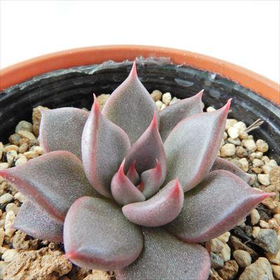 多肉植物 yukエケベリア Romeo×tobarensis 優木園さんの苗 送料