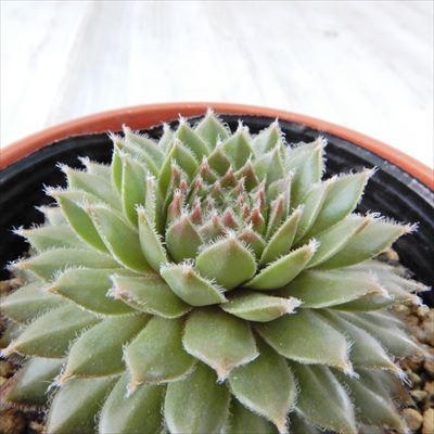 多肉植物 yukセンペルビウム タルト 6cmポット : フラワーネット日本花