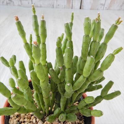 多肉植物 Yukリプサリス 猿恋葦 多肉植物 リプサリス 6cmポット Z フラワーネット日本花キ流通 通販 Yahoo ショッピング