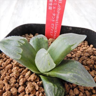 オープニング大放出セール Niハオルチア H Chromutica Kransrivermond N3 ミュータント ピグマエア実生苗 多肉植物 カクタスニシさん苗 ハオルチア 1010 01 現品販売 7 5cmポット 半額品 Www Fedelatina Org