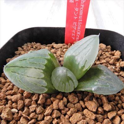 Niハオルチア H Chromutica Kransrivermond N3 ミュータント ピグマエア 実生苗 多肉植物 カクタスニシさん苗 ハオルチア 1010 06 現品販売 7 5cmポット Z フラワーネット日本花キ流通 通販 Yahoo ショッピング