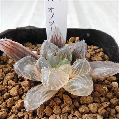 多肉植物 Niハオルチア レッドレンズオブツーサ錦 多肉植物 カクタスニシさん苗 ハオルチア 1010 07 現品販売 7 5cmポット Z フラワーネット日本花キ流通 通販 Yahoo ショッピング