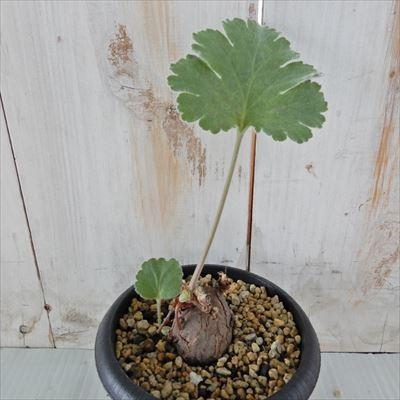 多肉植物 Caペラルゴニウム ロバツム 1014 13 多肉植物 コーデックス 現品販売 Z フラワーネット日本花キ流通 通販 Yahoo ショッピング