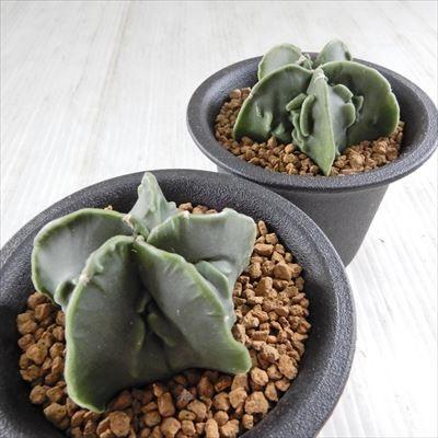 多肉植物 Caアストロフィツム 複稜碧瑠璃ランポー玉 多肉植物 サボテン 7 5cmポット Z フラワーネット日本花キ流通 通販 Yahoo ショッピング