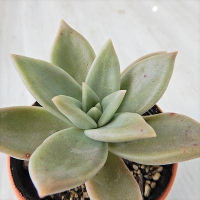 多肉植物 Oriグラプトベリア シテリナ 多肉植物 グラプトベリア 6cmポット Z フラワーネット日本花キ流通 通販 Yahoo ショッピング