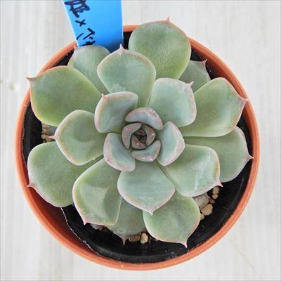 多肉植物 oriエケベリア 花うらら×（白雪姫×ざわわ） おらいさん苗