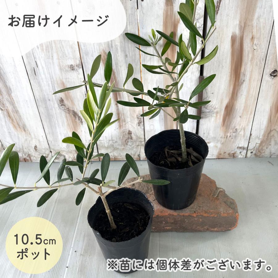 日本花キ流通 選べるオリーブ 苗 10.5cmポット 観葉植物 オリーブの木