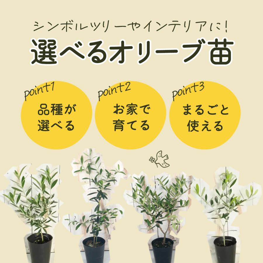日本花キ流通 予約販売 選べるオリーブ 苗 10.5cmポット 観葉植物