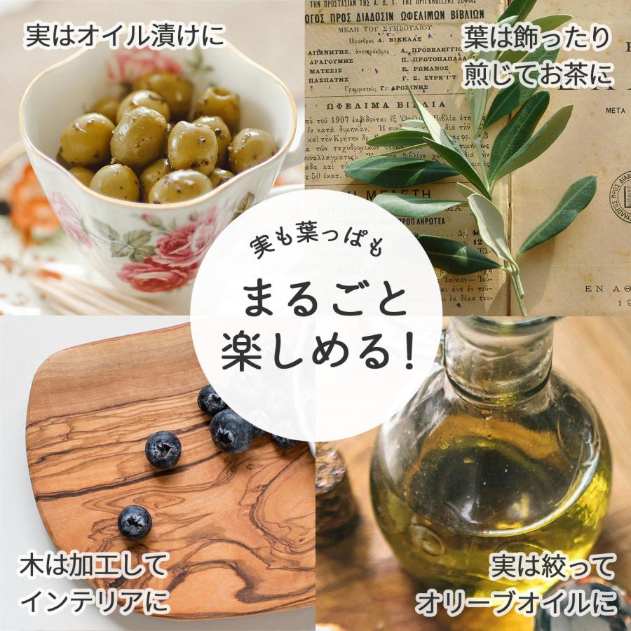 日本花キ流通 選べるオリーブ 苗 10.5cmポット 観葉植物 オリーブの木