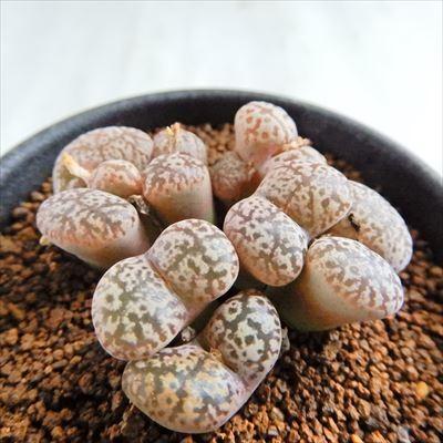 多肉植物 Caコノフィツム ペルシダム No 1 H 多肉植物 メセン 7 5cmポット Z フラワーネット日本花キ流通 通販 Yahoo ショッピング