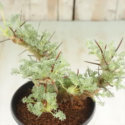 受賞店舗 多肉植物 Caサルコカウロン ヘレイ 1029 09 多肉植物 コーデックス 現品販売 3 5号鉢 Z フラワーネット日本花キ流通 通販 Yahoo ショッピング 高級感 Pa Indramayu Go Id