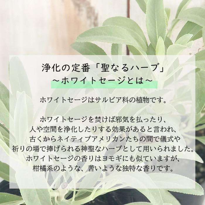 カリフォルニア ホワイトセージ 2個セット ハーブ 苗 スマッジング 宿根草 9cmポット Herb Z フラワーネット日本花キ流通 通販 Yahoo ショッピング