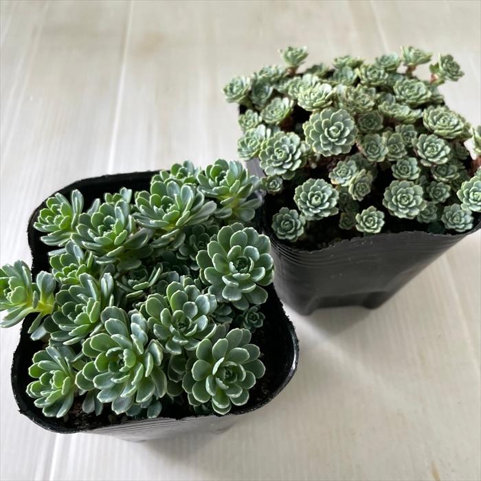 多肉寄せ植え 約90センチ四方のどでかい寄せ植えディスプレイを作りました