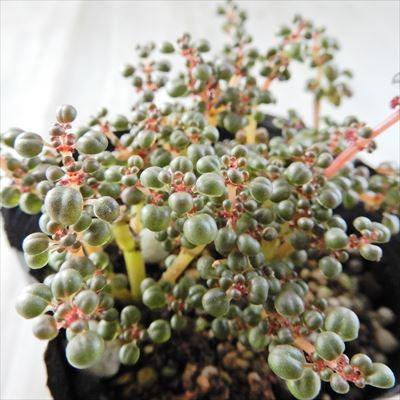 日本花キ流通 多肉植物 seピレア グロボーサ 露鏡 多肉植物 ピレア 9cm