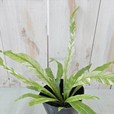 斑入りオオタニワタリ 9cmポット オオタニワタリ 観葉植物 シダ インテリア おしゃれ Z フラワーネット日本花キ流通 通販 Yahoo ショッピング