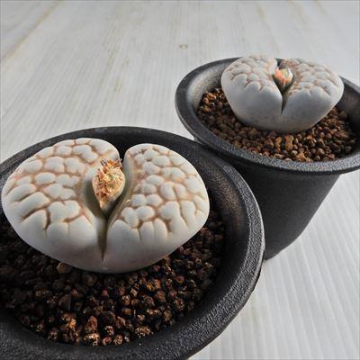 多肉植物 niリトープス レティクラータ メセン 7.5cmポット 多肉植物 niリトープス レティクラータ メセン 7.5cmポット