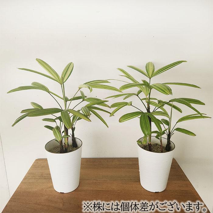 日本花キ流通 観葉植物 斑入り 観音竹 綾錦 カンノンチク 4号鉢 観葉