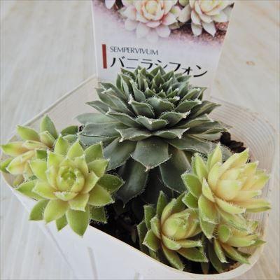 日本花キ流通 多肉植物 sfセンペルビウム バニラシフォン 7.5cm 日本花キ流通 多肉植物 sfセンペルビウム バニラシフォン 7.5cm
