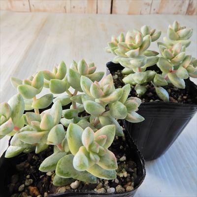 日本花キ流通 多肉植物 seクラッスラ ルペストリス錦 クラッスラ