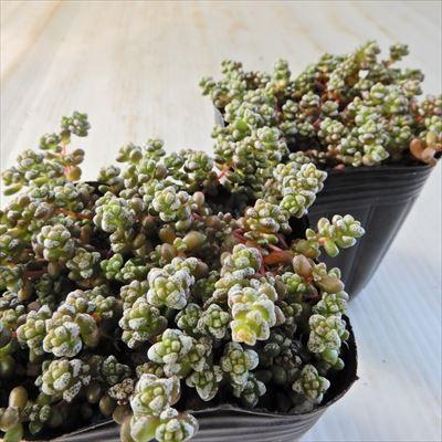 日本花キ流通 多肉植物 seクラッスラ コラリーナ ノルマンデーレ 多肉