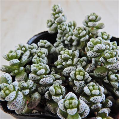 日本花キ流通 多肉植物 seクラッスラ 白妙 クラッスラ 7.5cm 日本花キ流通 多肉植物 seクラッスラ 白妙 クラッスラ 7.5cm