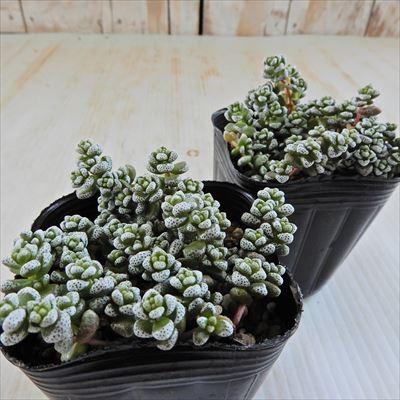 日本花キ流通 多肉植物 seクラッスラ 白妙 クラッスラ 7.5cmポット azm
