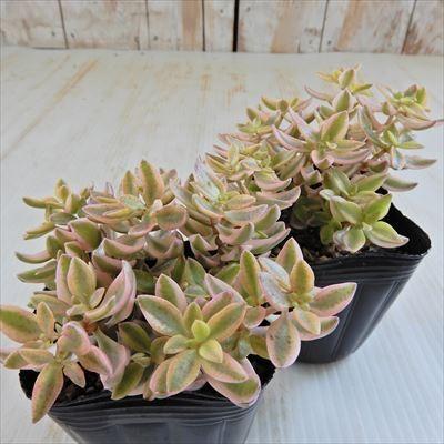 日本花キ流通 多肉植物 seクラッスラ ボルケンシー錦 クラッスラ 日本花キ流通 多肉植物 seクラッスラ ボルケンシー錦 クラッスラ