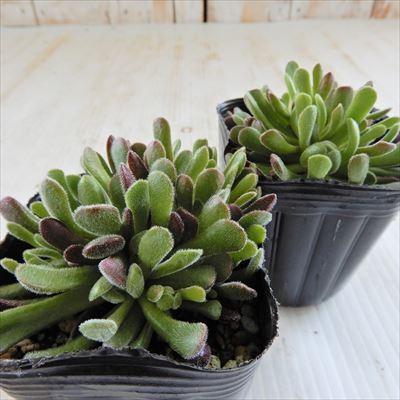 日本花キ流通 多肉植物 seクラッスラ プベッセンス 多肉植物