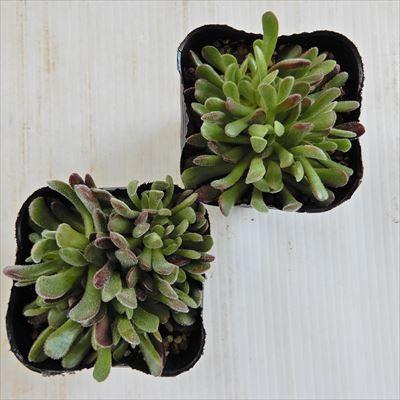 日本花キ流通 多肉植物 seクラッスラ プベッセンス 多肉植物