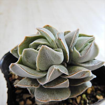 日本花キ流通 多肉植物 seクラッスラ アイボリーパゴダ 多肉植物