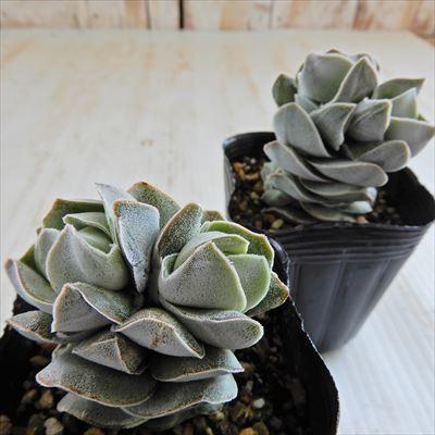 日本花キ流通 多肉植物 seクラッスラ アイボリーパゴダ 多肉植物