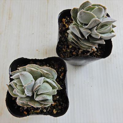 日本花キ流通 多肉植物 seクラッスラ アイボリーパゴダ 多肉植物