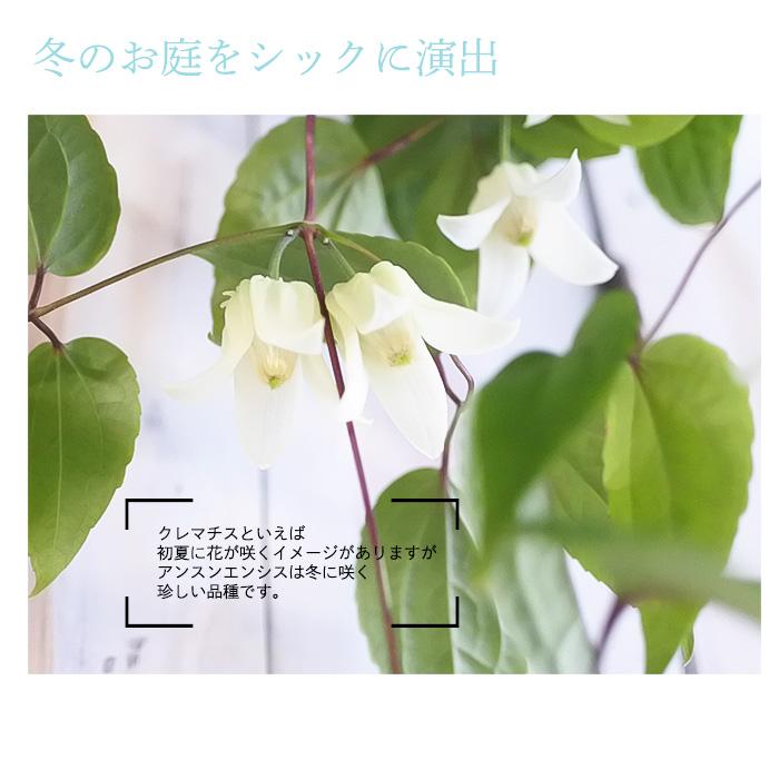 日本花キ流通 冬咲きクレマチス アンスンエンシス 5号 吊り鉢 送料無料