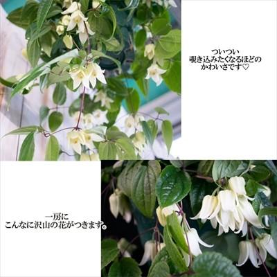 予約販売 冬咲きクレマチス アンスンエンシス 5号鉢 クレマチス ホワイトベル 花苗 12月上旬以降発送 Z フラワーネット日本花キ流通 通販 Yahoo ショッピング