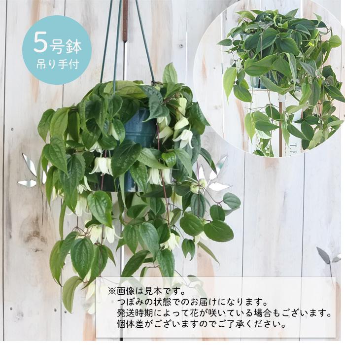 日本花キ流通 冬咲きクレマチス アンスンエンシス 5号 吊り鉢 送料無料