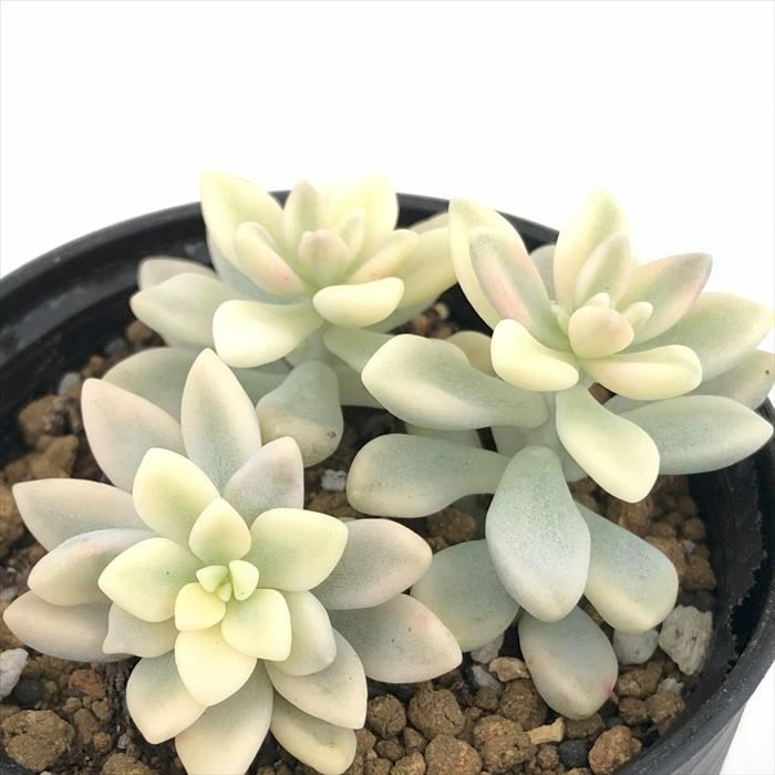 【ご確認用】ヒメシュウレイ錦50苗 日本花キ流通 多肉植物 hmグラプトペタルム ヒメシュウレイ錦 ミリナエ