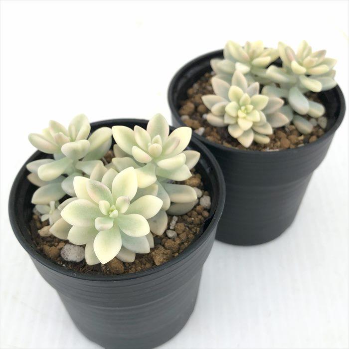 【ご確認用】ヒメシュウレイ錦50苗 日本花キ流通 多肉植物 hmグラプトペタルム ヒメシュウレイ錦 ミリナエ