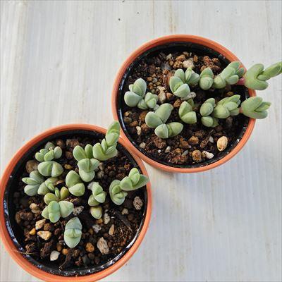 日本花キ流通 多肉植物 hmエキヌス ヘキギョレン 碧魚連 多肉植物