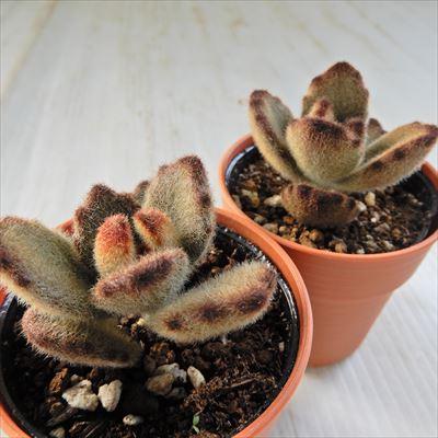 日本花キ流通 多肉植物 hmカランコエ テディベア 多肉植物 カランコエ