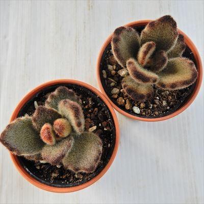 日本花キ流通 多肉植物 hmカランコエ テディベア カランコエ 6cmポット 