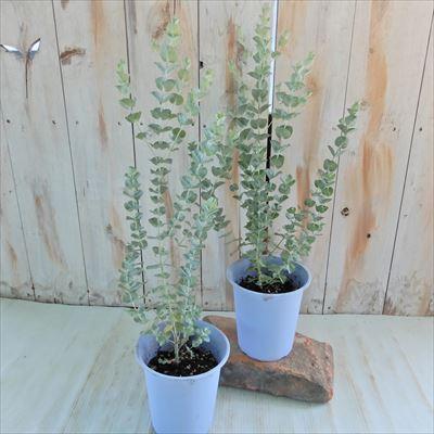 日本花キ流通 ユーカリ 苗 アルビダ（白）4号鉢 観葉植物 シンボル