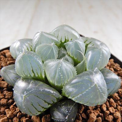 多肉植物 Naハオルチア 秋おもい 特大ブルーレンズ 実生苗 多肉植物 ハオルチア 1118 02 現品販売 7 5cmポット Z フラワーネット日本花キ流通 通販 Yahoo ショッピング