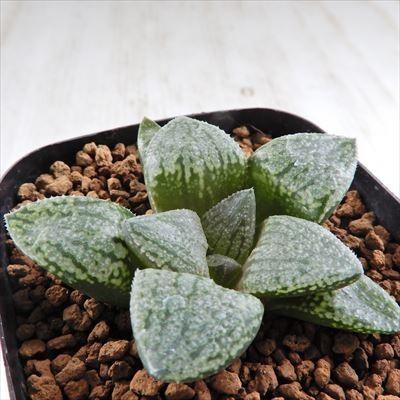 多肉植物 Naハオルチア B型ブラックデビル 青木コントラスト Pw 2 隈取 実生苗 多肉植物 ハオルチア 1118 08 現品販売 7 5cmポット Z フラワーネット日本花キ流通 通販 Yahoo ショッピング